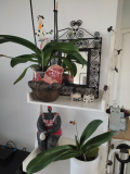 IMG-20240809-WA0019